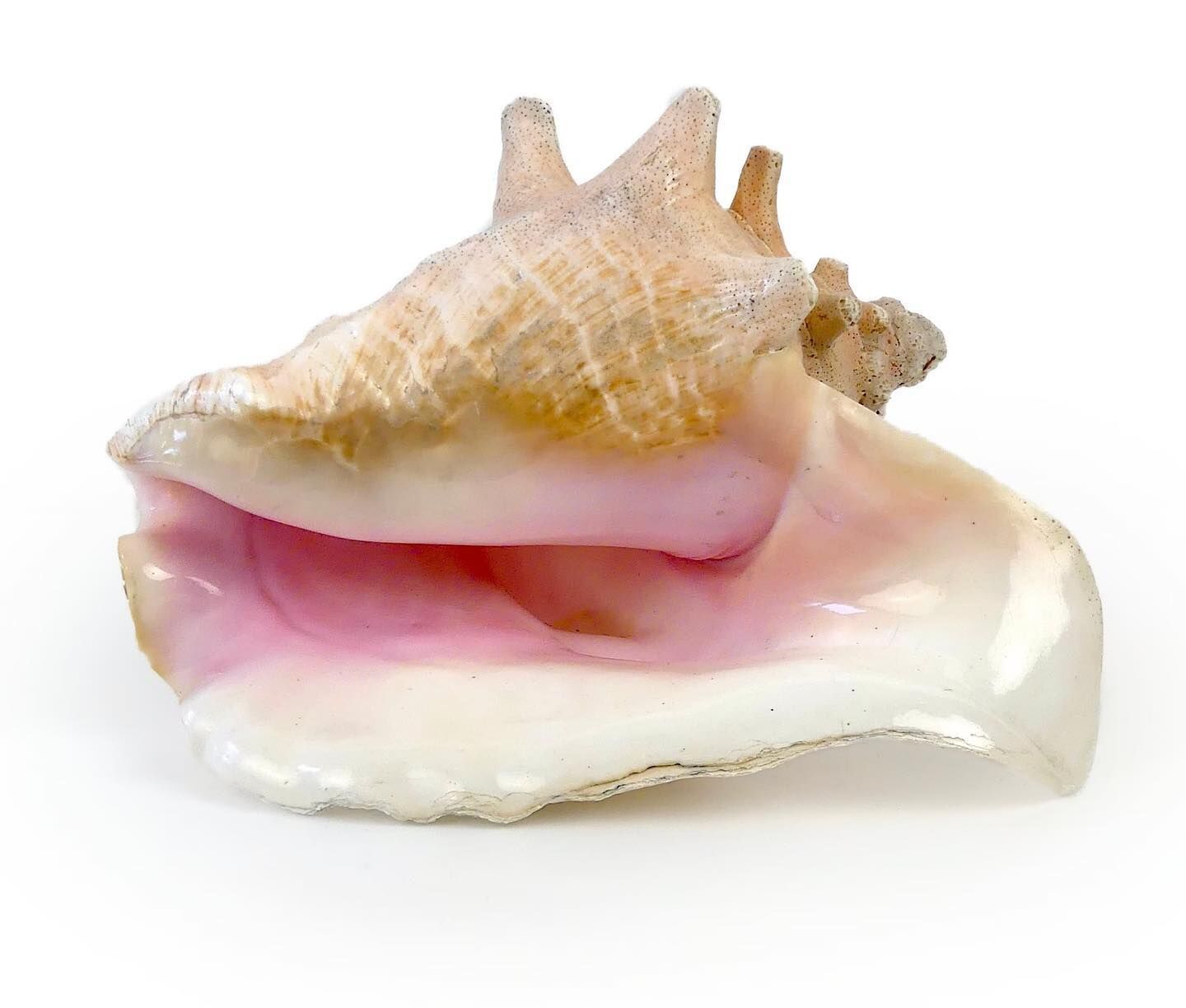 罕见的海螺珍珠，非珍珠的珍珠